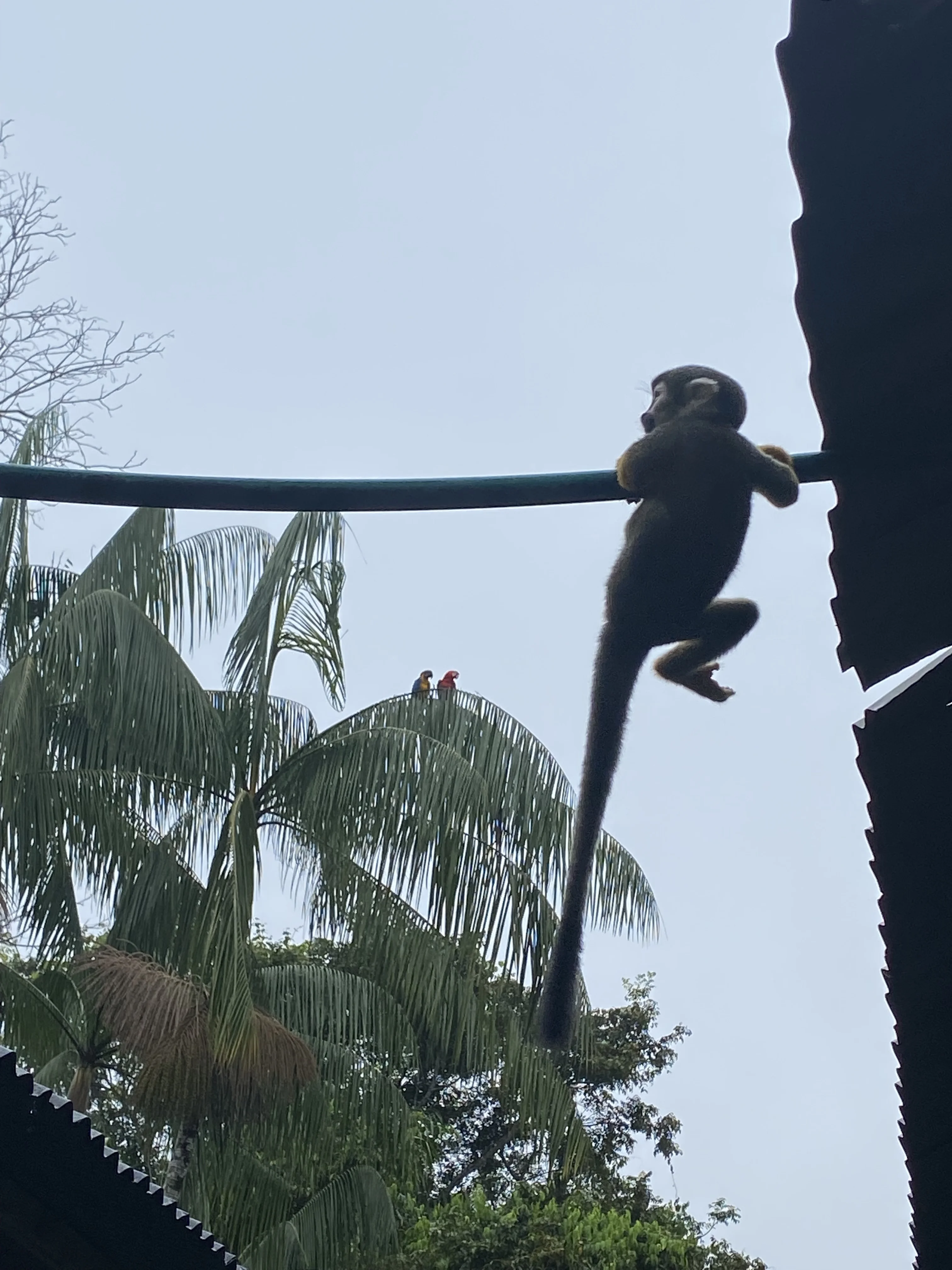 monke